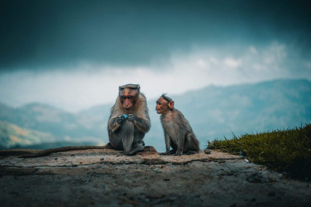 Photo of two monkeys on a hill in India