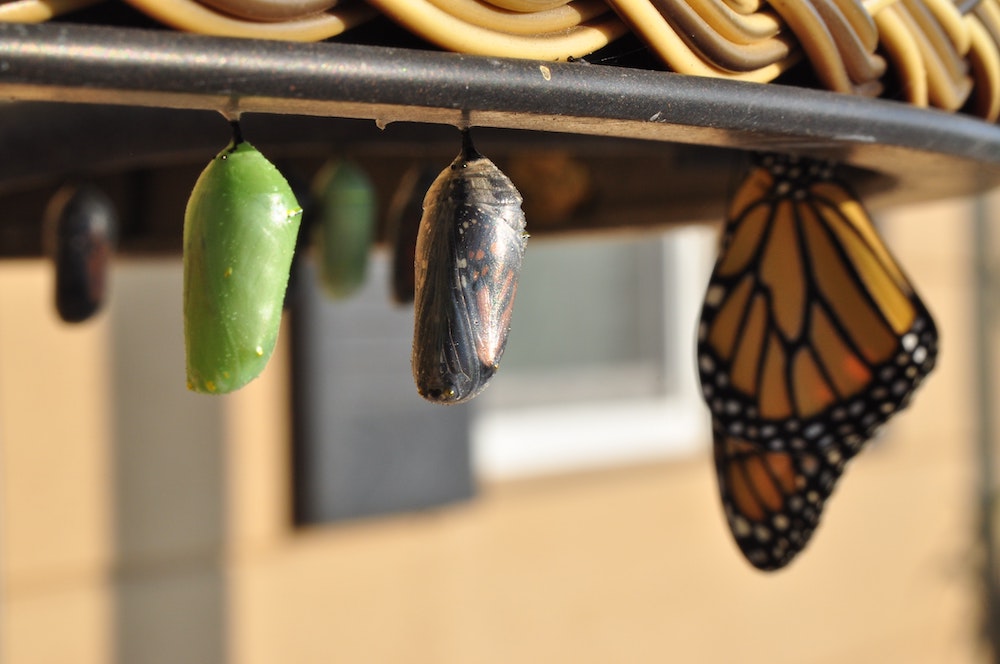 One green and one brown cocoon hanging next to a butterfly